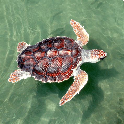 Sea Turtles | Defenders of Wildlife