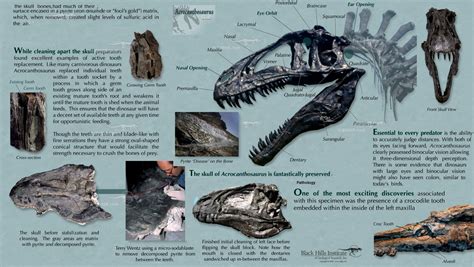 acrocanthosaurus skull | Динозавры, Как приручить дракона