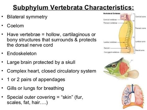 Chordate characteristics 2016