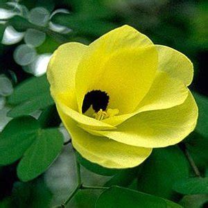 Bauhinia tomentosa - Yellow Bauhinia - 5 seeds - Onszaden