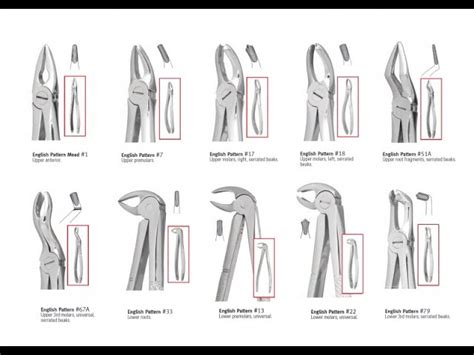 Types Of Dental Forceps And Their Uses - Infoupdate.org