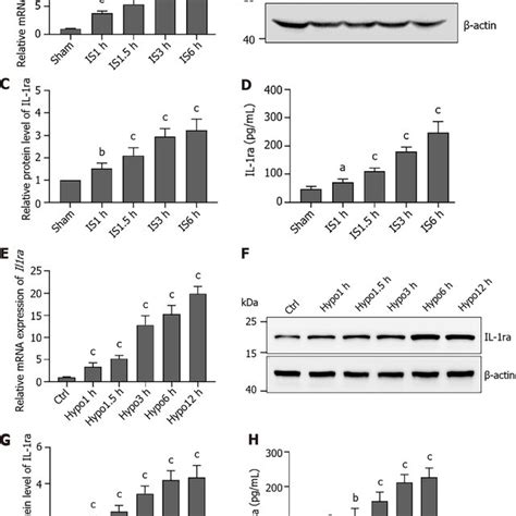 Interleukin-1 receptor antagonist expression is elevated during... | Download Scientific Diagram