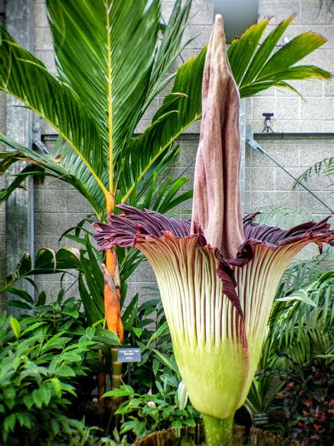 The Titan Arum (Corpse Flower) is blooming at our local conservatory! : r/plants