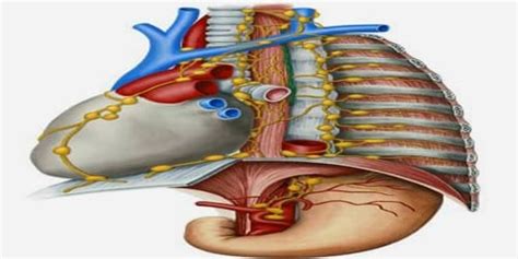 Thoracic Duct Histology