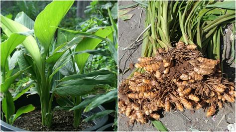 How To Grow Your Own Turmeric Indoors (It's Easier Than You Think)