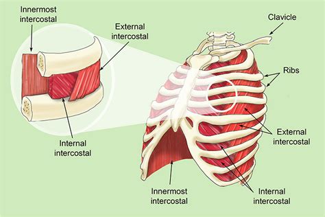 The intercostal muscles allow ribs to move while breathing | Anatomy and physiology, Physiology ...