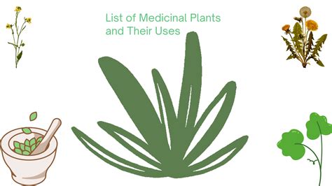 List of Medicinal Plants and their Uses: 5 Incredible Plants to Have ...