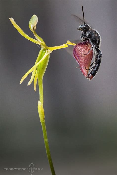 Hammer-orchid Deception: The Hammer-orchid [Drakaea glyptodon] attracts ...