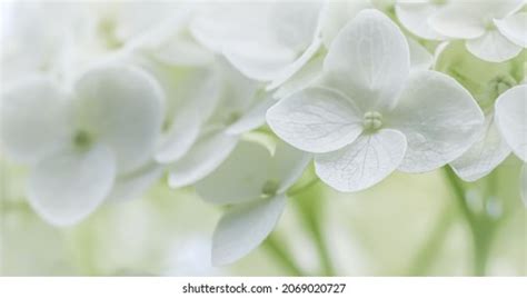 37,295 Hortensia white Images, Stock Photos & Vectors | Shutterstock