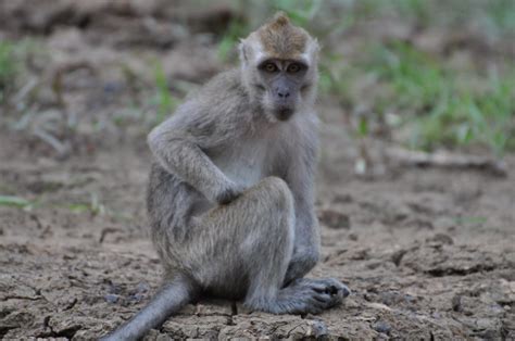 The Long tailed macaque stares right back | Never stare into… | Flickr