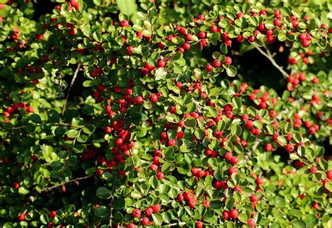 Cranberry Cotoneaster - Where To Use It And How To Care For It