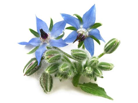 What does borage oil do for skin? – Dr. Bailey Skin Care