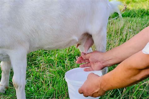 Cara pilih dan simpan susu kambing segar untuk ibu hamil - Info-Sihat.My