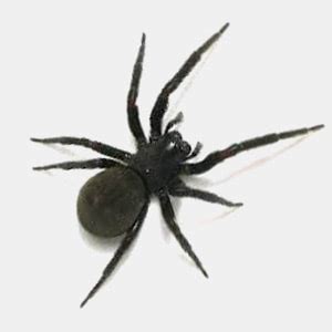 Identifying the Most Common Spiders in Sydney