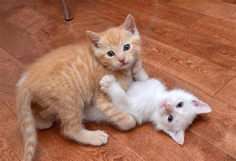 Orange and white kittens in 2024 | Orange and white cat, Orange kittens ...