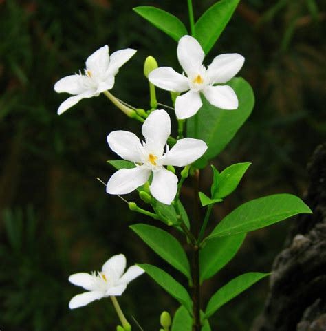 Flower Logo, Flower Tattoo, Ibong Adarna, Sampaguita, Banana Plants ...