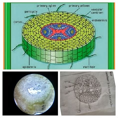 BIologi: TUMBUHAN DIKOTIL "AKAR KACANG TANAH"