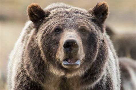 1,500+ Yellowstone Grizzly Bear With Cubs Stock Photos, Pictures & Royalty-Free Images - iStock