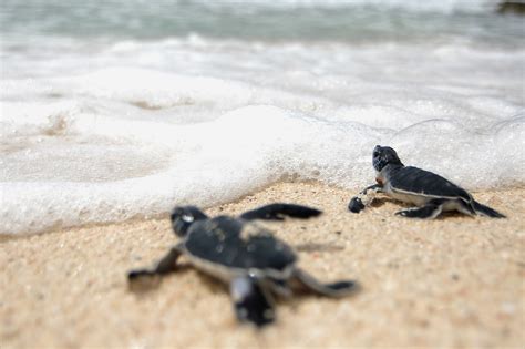 Sea Turtle Nesting Beaches — SEE Turtles