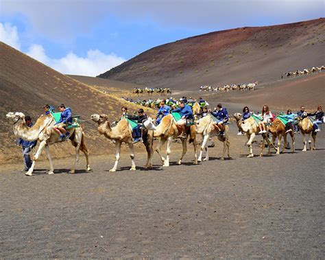 Camels in Timanfaya National Park Lanzarote Photo Iulian Ursu | Heather ...