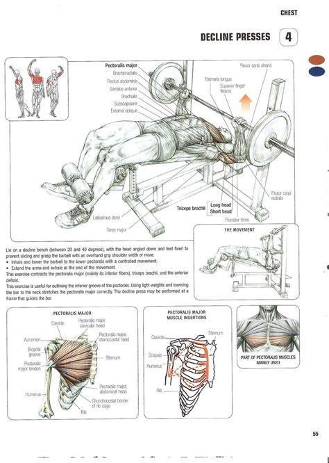 Strength Training Anatomy 2nd Edition Body Muscle Anatomy, Fitness Tips ...