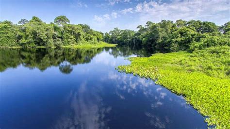 Conheça as belezas do Pantanal Mato-grossense