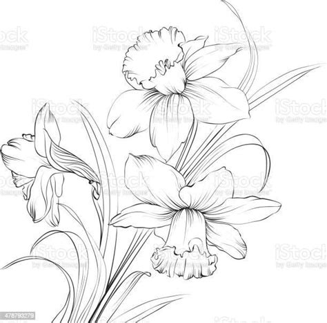 Daffodil flower or narcissus isolated on white. Vector illustration. | Flower drawing, Daffodil ...