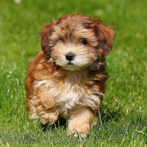 30 Cutest Pictures of Havanese Puppies – StuffMakesMeHappy