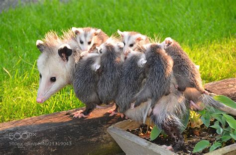 Photograph Possum with her eight babies by Karel Jonker on 500px