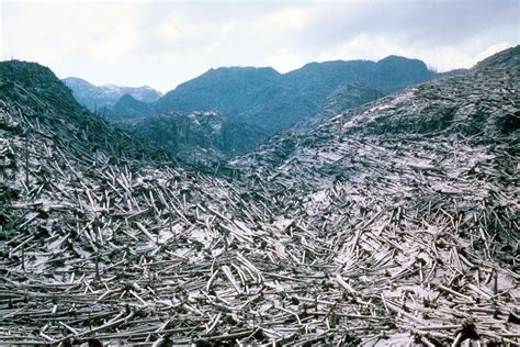 Impressive Historical Photos From Mount St. Helen's Eruption, 40 Years Ago | Moss and Fog