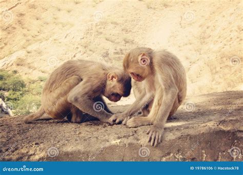 Two Monkeys Playing Royalty Free Stock Image - Image: 19786106