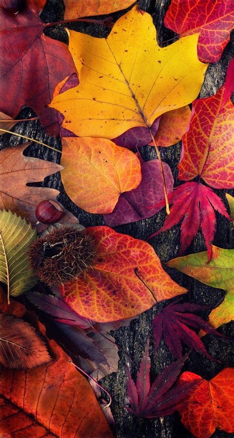 Thanksgiving Autumn Leaves Wallpapers - Wallpaper Cave