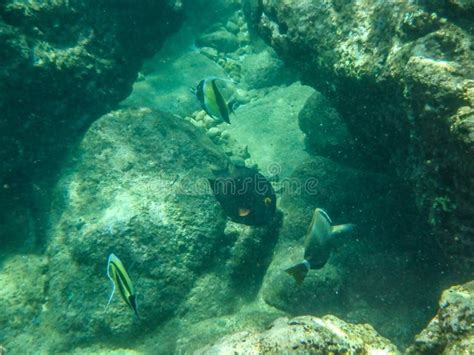 Sharks Cove Snorkeling in Oahu Hawaii North Shore Stock Image - Image of diver, reef: 252523799