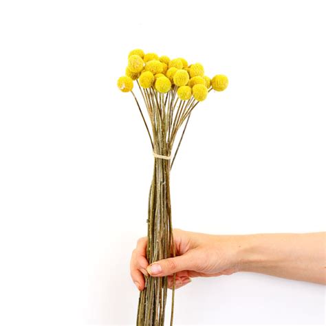 Dried Billy Buttons | Dried Flowers | Flowers Across Australia