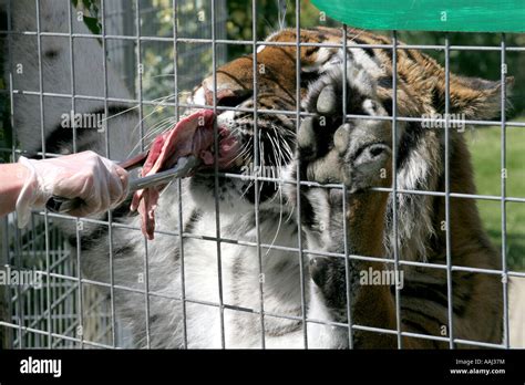 A Bengal Tiger feeding in captivity Stock Photo, Royalty Free Image: 12639175 - Alamy