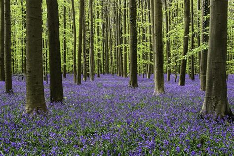 Woodland landscape photography: A complete guide with tips and trics - The Landscape Photo Guy