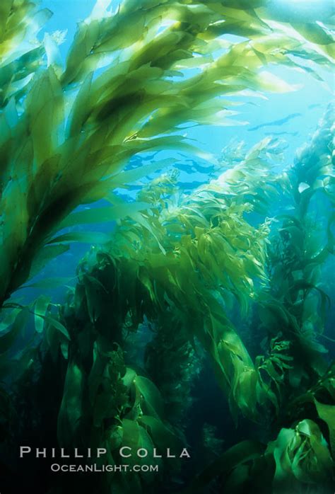 Kelp forest, Macrocystis pyrifera photo, San Clemente Island, California