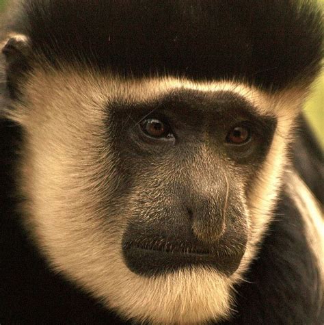 Black and White Colobus Monkey (Colobus guereza) | Black and white, Color of life, Monkey