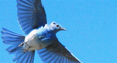 Mountain Bluebird Flying Pictures | Tuts[.]