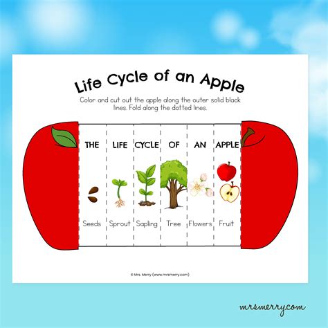 Foldable Apple Life Cycle Printable Activity – Mrs. Merry