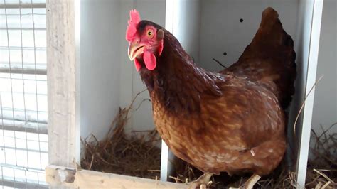 Clucking hens that'll make you chuckle - YouTube