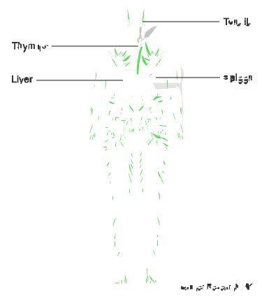 Dynamic sentinel lymph node biopsy for penile cancer | Cancer Research UK