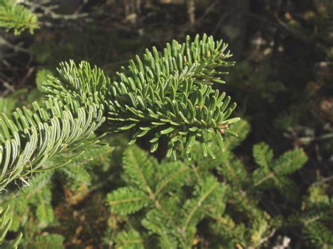 Abies balsamea (balsam fir): Go Botany