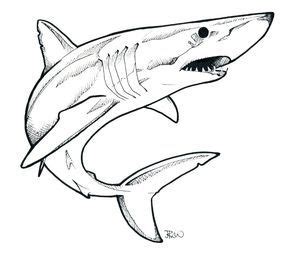 mako shark - Google Search | Shark drawing, Shark drawing easy, Shark art