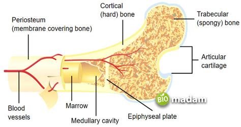 Function of Spongy Bone - biomadam