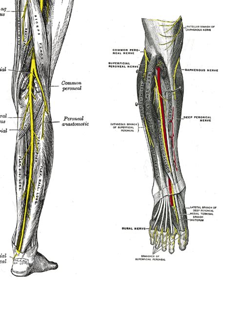 Common peroneal nerve - NeurologyNeeds.com