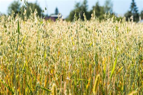 Field of Green Oats, Growing Agricultural Crops Stock Photo - Image of ...