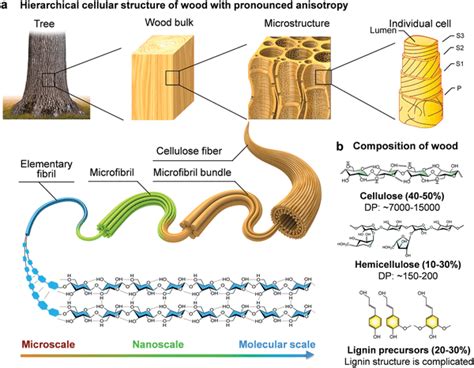 Wood's hierarchical structure and compositions. a) Hierarchical... | Download Scientific Diagram