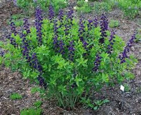 20 False Indigo Seeds-purple Flowers in Summer-easy to Grow-plant This ...