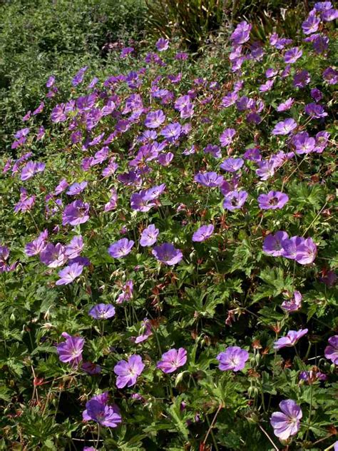 Hardy Geranium 'Rozanne' (Cranesbill) - Geranium x 'Rozanne'